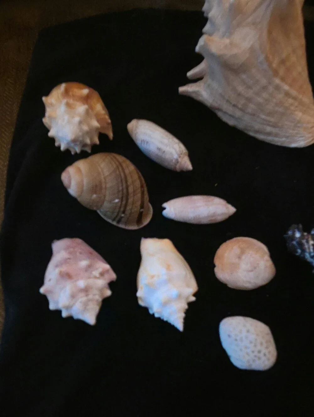 Assorted Natural Seashell Collection - Beige, Cream, Brown